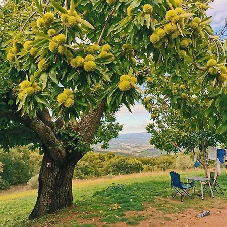 Campo de lujo Lucherino *